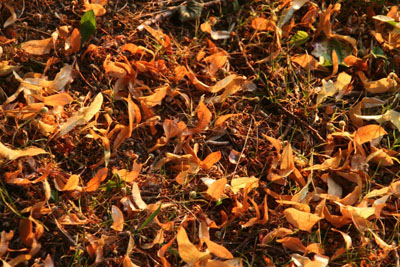 automne